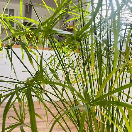 70m2 Romantic Living In The Old Town With Garden Apartmán