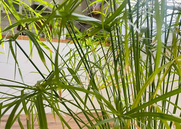 70m2 Romantic Living In The Old Town With Garden Lägenhet